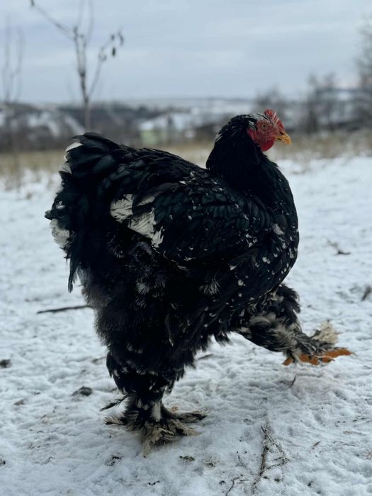 Cocosi cochinchina urias bobat