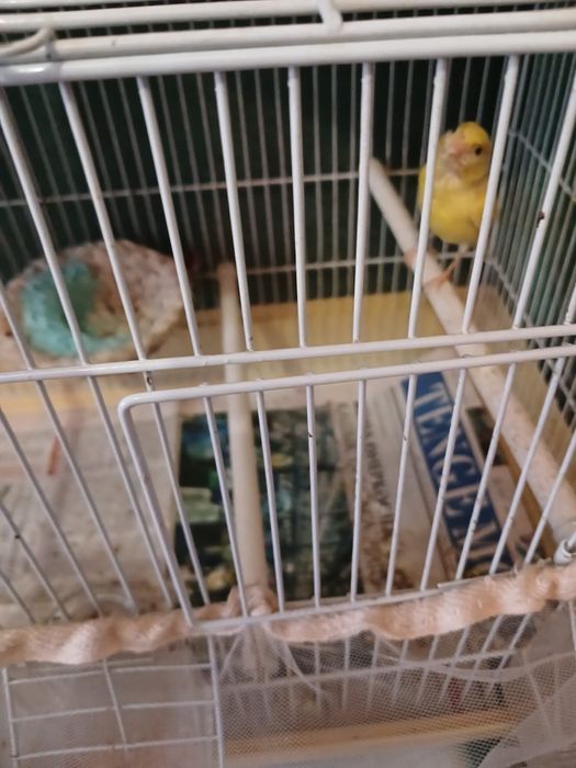 Продам кенора самца и двух самок