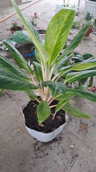 Домашний цветок, үй гүлдері