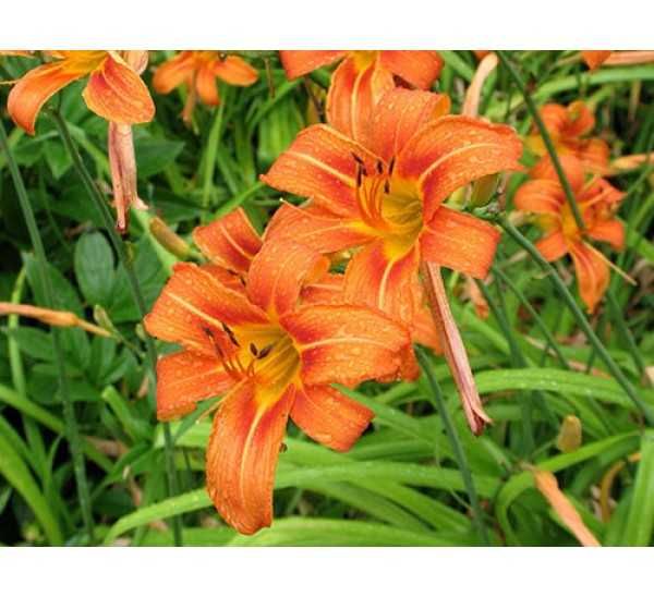 Продавам разсад хемерокалис - висок,оранжев