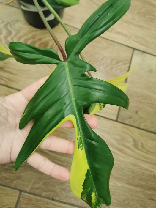 Philodendron Florida Beauty