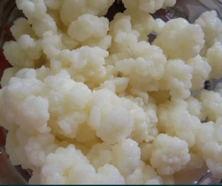 Ciupercă kefir din lapte