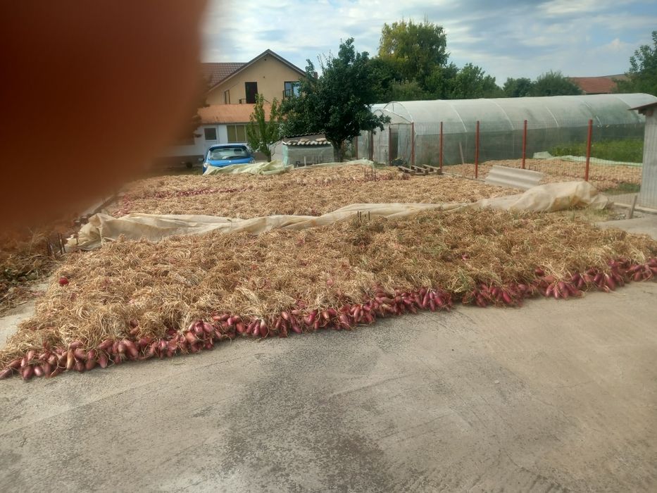 Ceapa roșie de apa.
