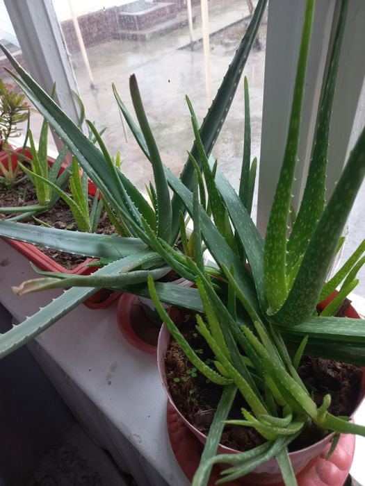 Алое вера лечебный