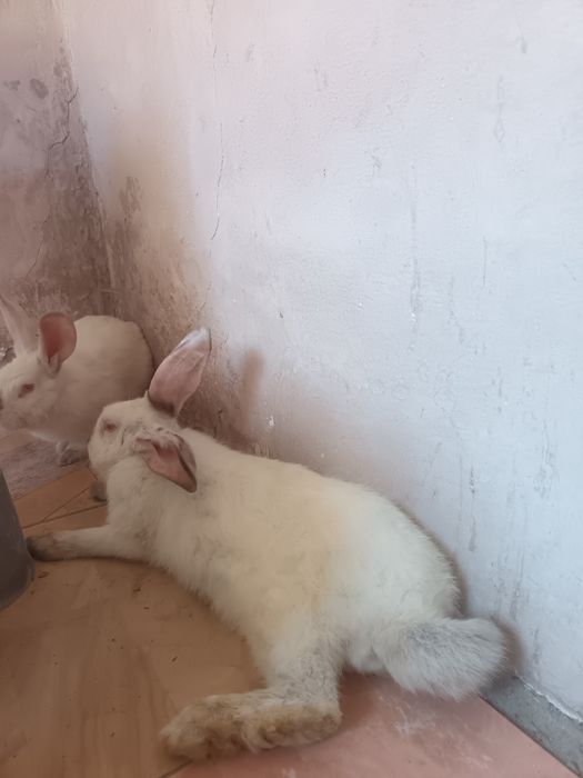 Srocniy quyonla sotiladi