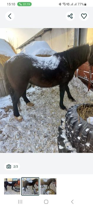 Продам кабыл жерёбые