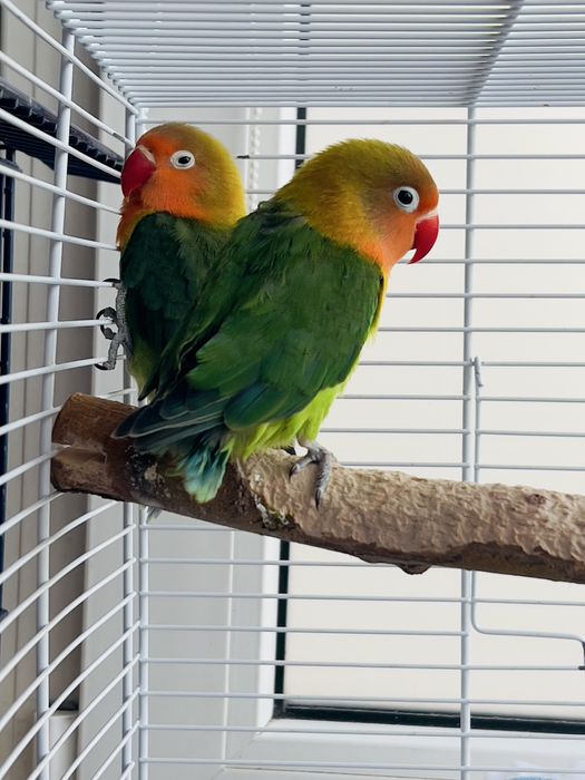 Agapornis fisher pui