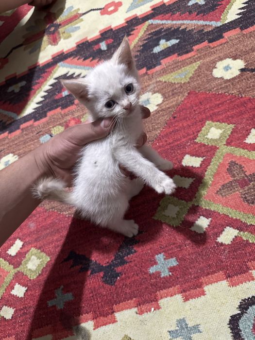 Котенок, котята,
