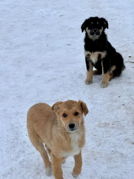 Пристраиваются щенки