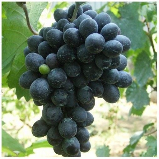 Butasi vita de vie anul 3,direct pe rod