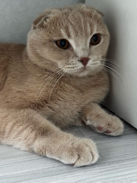 Skottish fold vezlouxoy vyazka