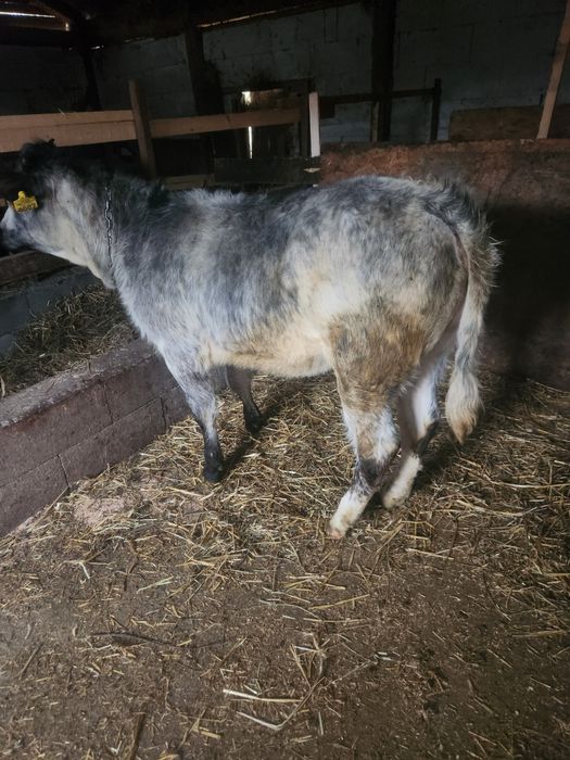 Vând vitea belgiana