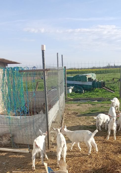 Vând iezi și iede sannen