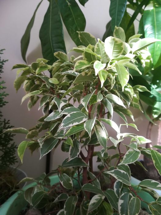 Фикус бенджамина.