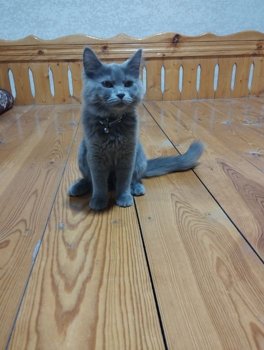 Scottish straight, erkak mushuk sotiladi.
Bu