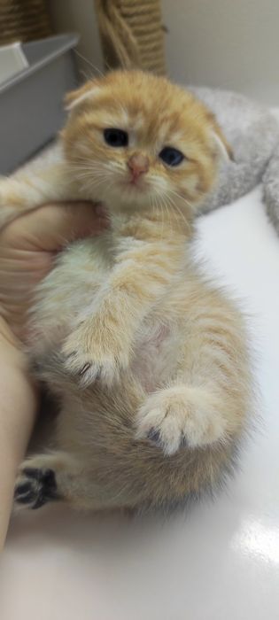 Котик ВислоУхий ШотЛандСкий