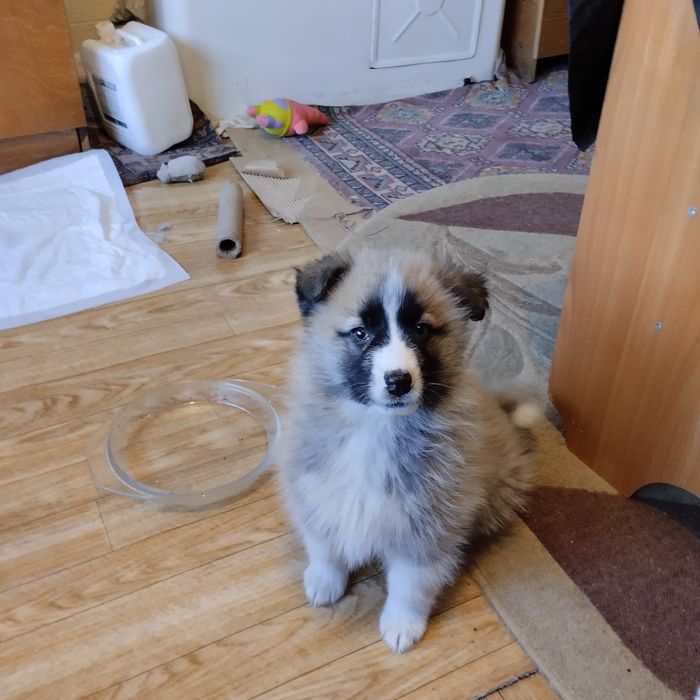 Отдам в добрые руки