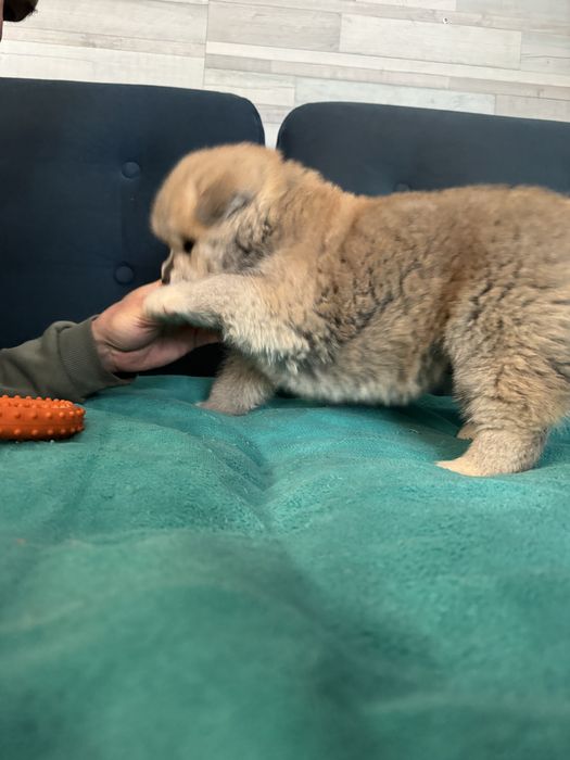 Щенки акита-ину, мальчики