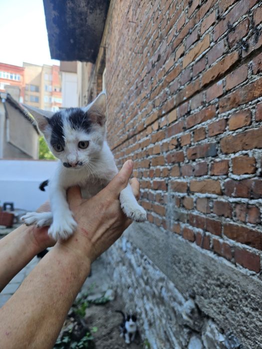 Подарявам котета