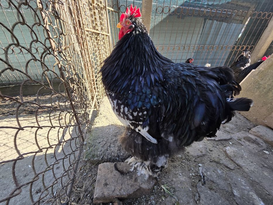 Oua pentru incubat Moțată, Australorp, Cochinchina,  Phoenix, Mătase J