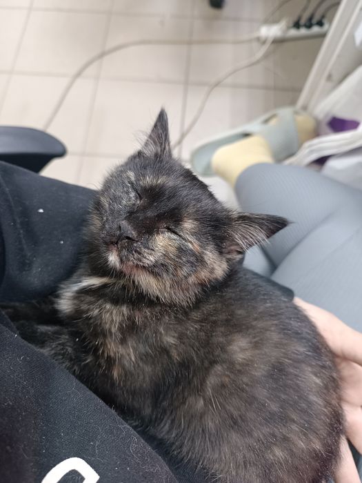 Отдам котенка в добрые руки