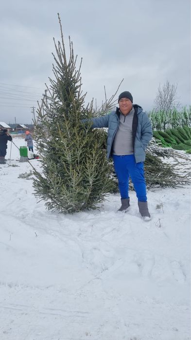 Елки новогодние