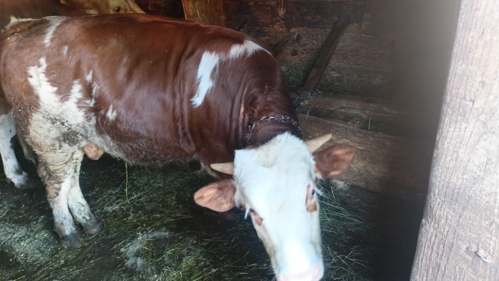 Vând vițel de 7 luni