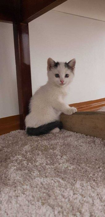 Mushuk sotiladi dastavka bor