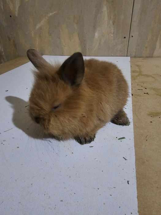 Декоративные Кролики