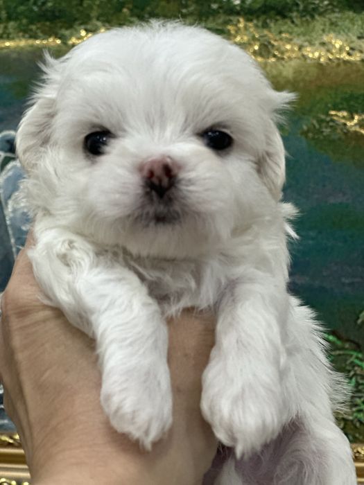 Шикарный мальчик мальтезе от привозных родителей