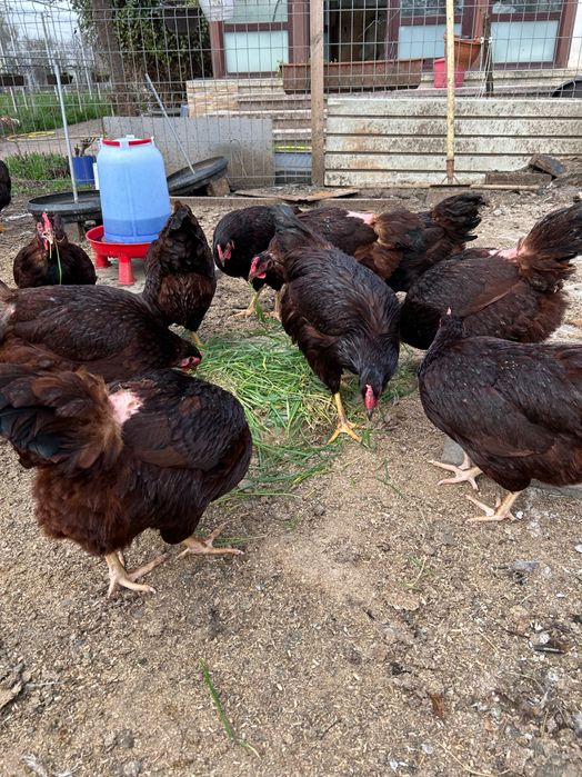 Puisori și ouă Rhode Island