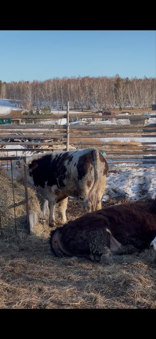 Продам быка продам бычка