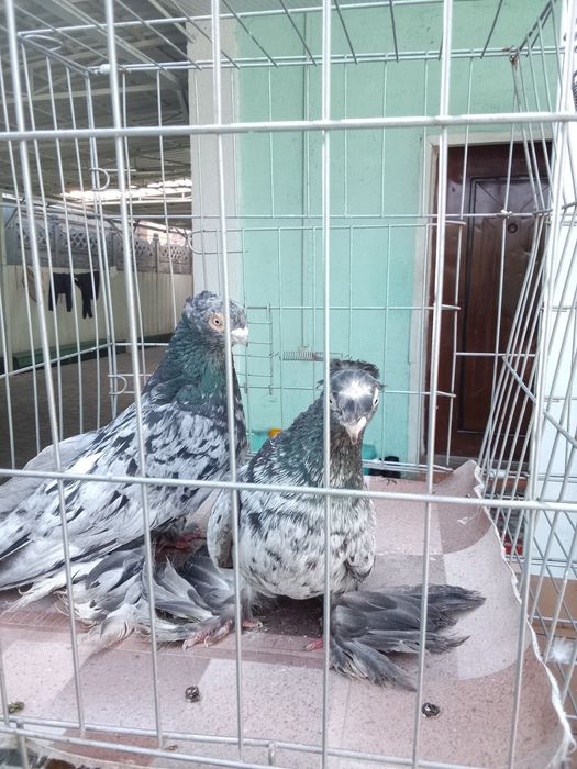 Челкари Тараз продам