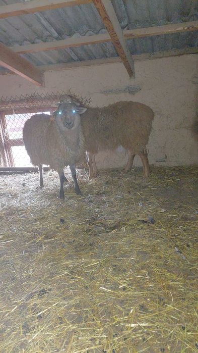 2 бас токты сатылады