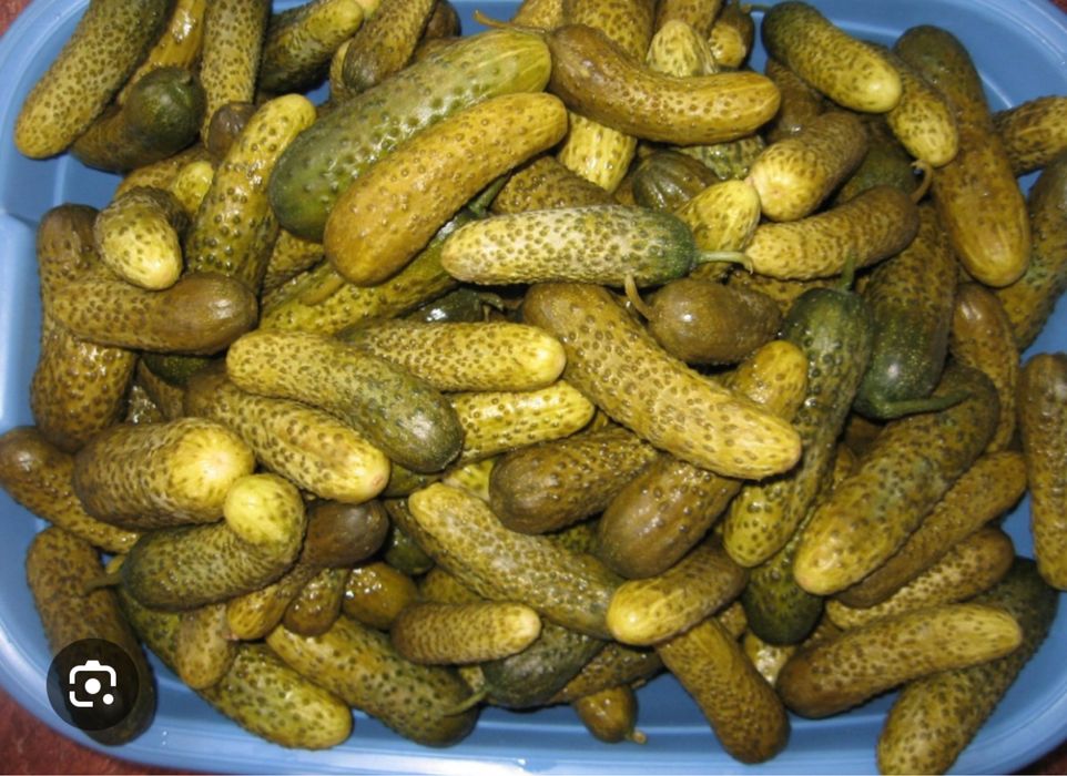 Vand varza murata romaneasca