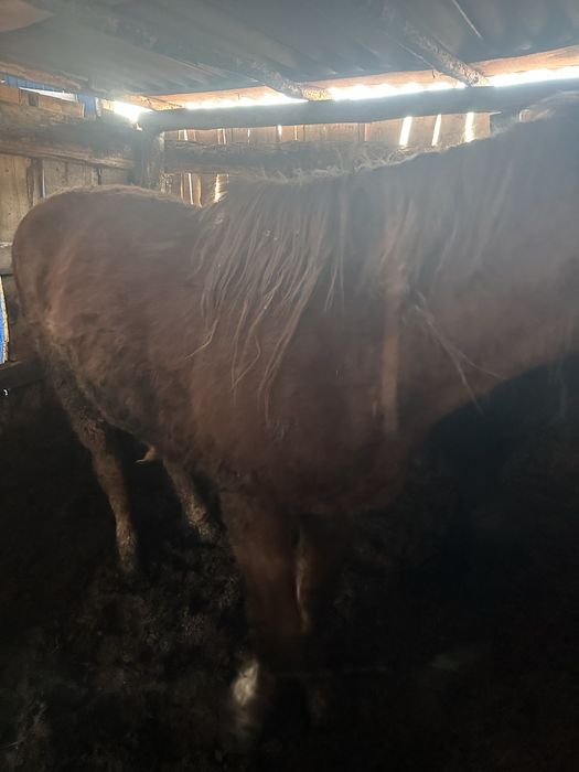 Продам лошадей с откорма.