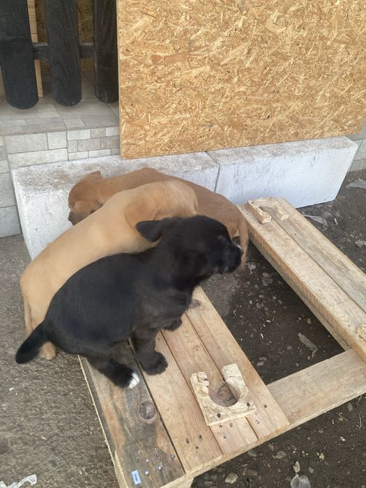 Donez catei de 9 saptamani