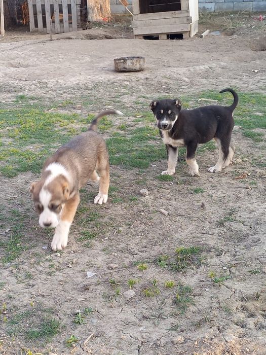 Төбет күшік 1 жарым айлық