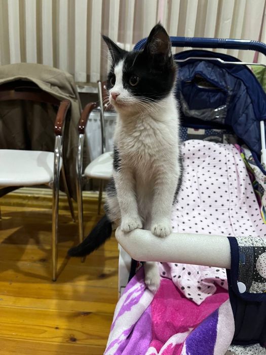 Котенок 5 месяцев