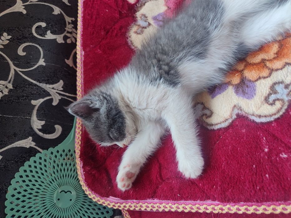 Котенок домашний