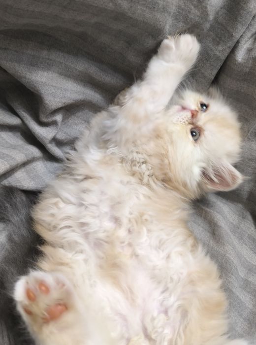 Персидские котята