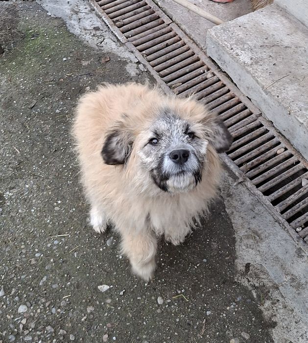 Donez câine metis ciobănesc