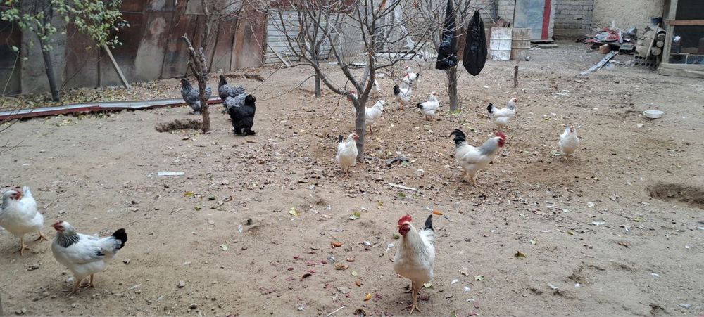 Адлер Серебристий Хороз Сотилади