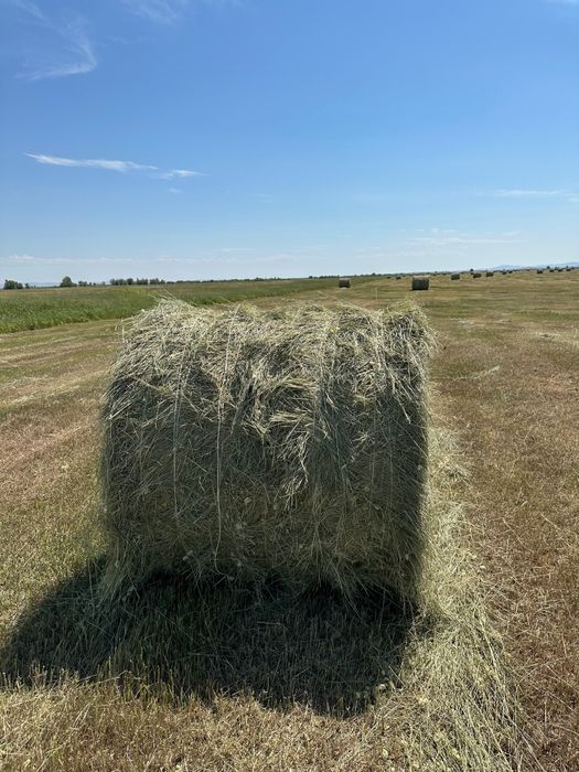 Продам сено в рулонах