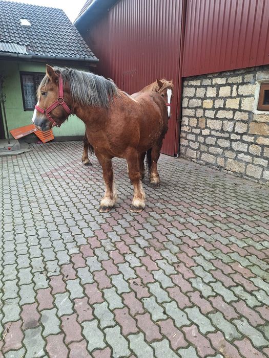 Vand cal (armăsar)și iapa