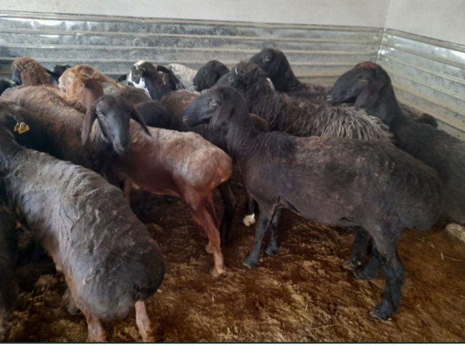 Кои токты бар сатылатын