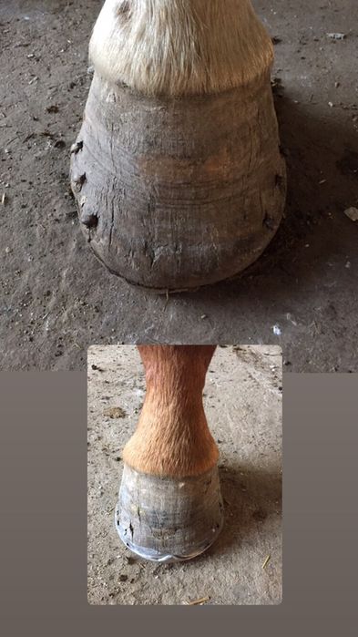 Подкова тағашы коваль