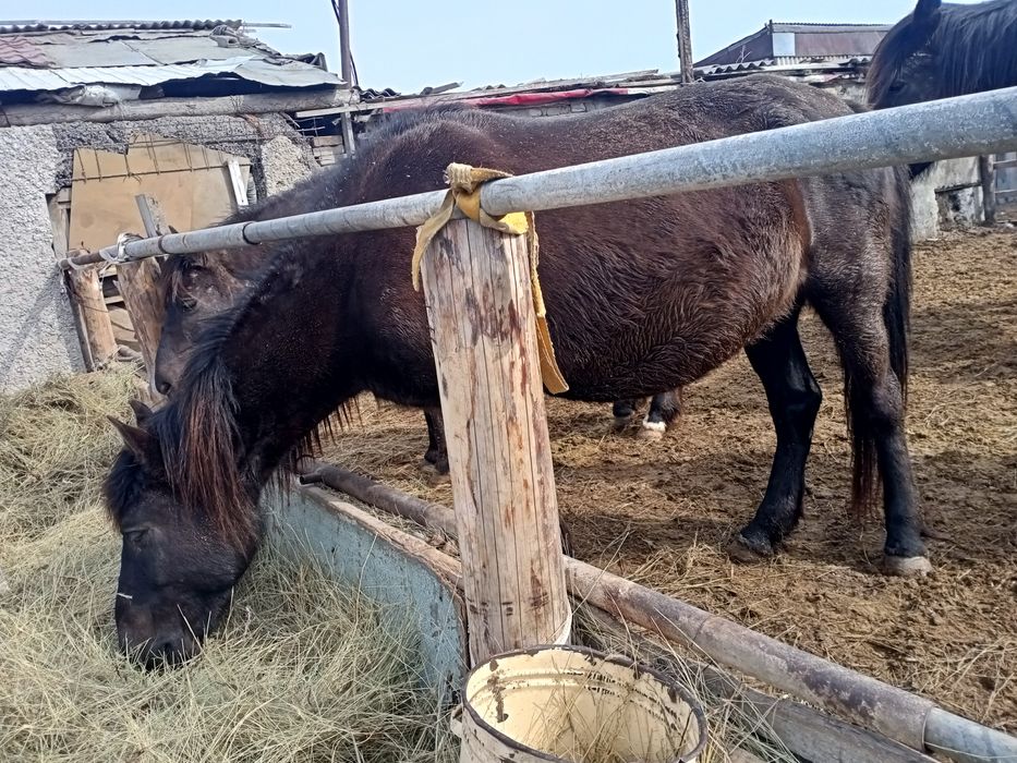 Продам жерёбая кабылка