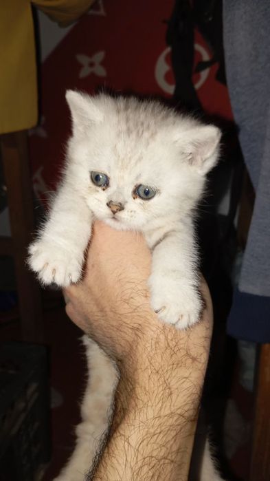 Scotish strayt shinshila quiz bola