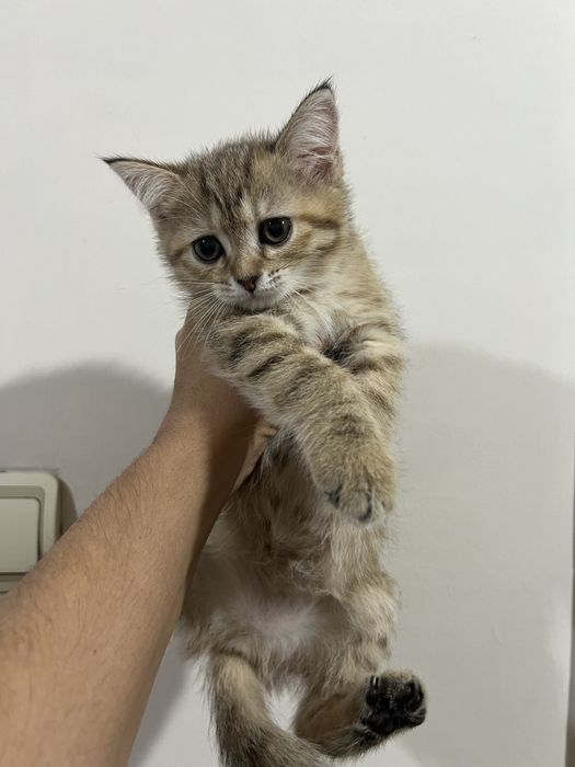 котята 2 мес девочка, мальчик